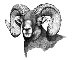 Ram
